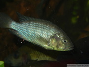 Astatoreochromis alluaudi Mwanza, mâle