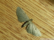 Eupithecia trisignaria (identifiée sur genitalia)