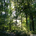 Sentier de la Tables aux Fées, Forêt domaniale d'Olhain