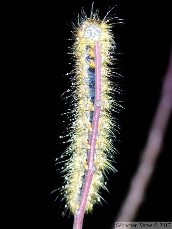 Lasiocampa quercus, chenille en hiver