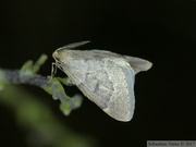 Theria rupicapraria, mâle