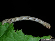 Phigaliohybernia aurantiaria/aurantiaria, chenille