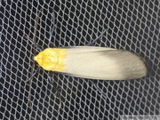 Lithosia quadra, mâle