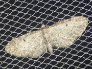 08475 Eupithecia tenuiata