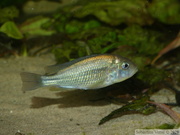 Haplochromis sp. "Hippo Point Salmon", femelle