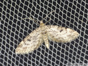 08596 Eupithecia tantillaria