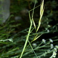 Clonopsis gallica, le Phasme gaulois