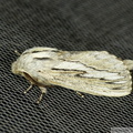 Pachypasa limosa, le Bombyx du Cyprès