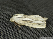 Pachypasa limosa, le Bombyx du Cyprès