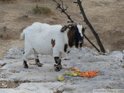 Chèvre à l'Abbaye de Saint Roman