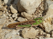 173/175 Locusta sp. (migratoria/cinerascens)