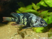 Haplochromis chromogynos 'Zue Island' mâle