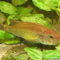 Haplochromis orthostoma, vieux mâle dominant