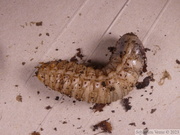 Dicronorhina derbyana conradsi, larve L3