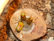 Stephanorrhina julia