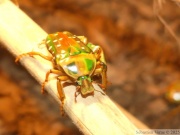 Stephanorrhina julia