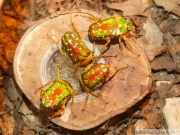 Stephanorrhina julia