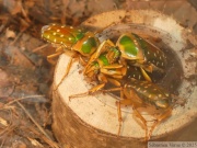 Stephanorrhina julia