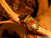 Stephanorrhina julia