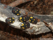 Pachnoda iskuulka (Ethiopie, élevage)