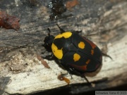 Pachnoda iskuulka (Ethiopie, élevage)