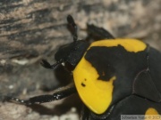 Pachnoda iskuulka (Ethiopie, élevage)