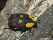 Pachnoda iskuulka (Ethiopie, élevage)