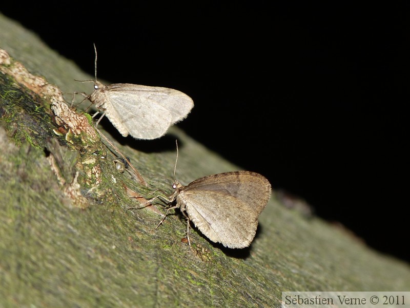 Cheimatobie hiémale (ou phalène brumeuse), Operophtera brumata, mâles