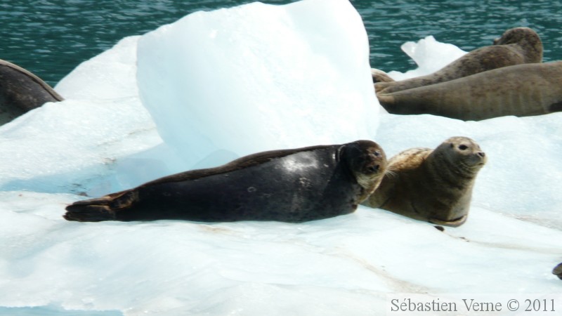 Phoca vitulina, Harbor seal, Phoque commun, Columbia  bay, Columbia glacier, Prince William sound cruise, Alaska