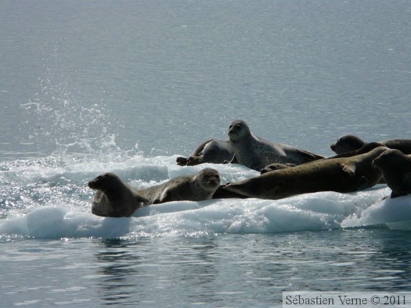 Phoca vitulina, Harbor seal, Phoque commun, Columbia  bay, Columbia glacier, Prince William sound cruise, Alaska