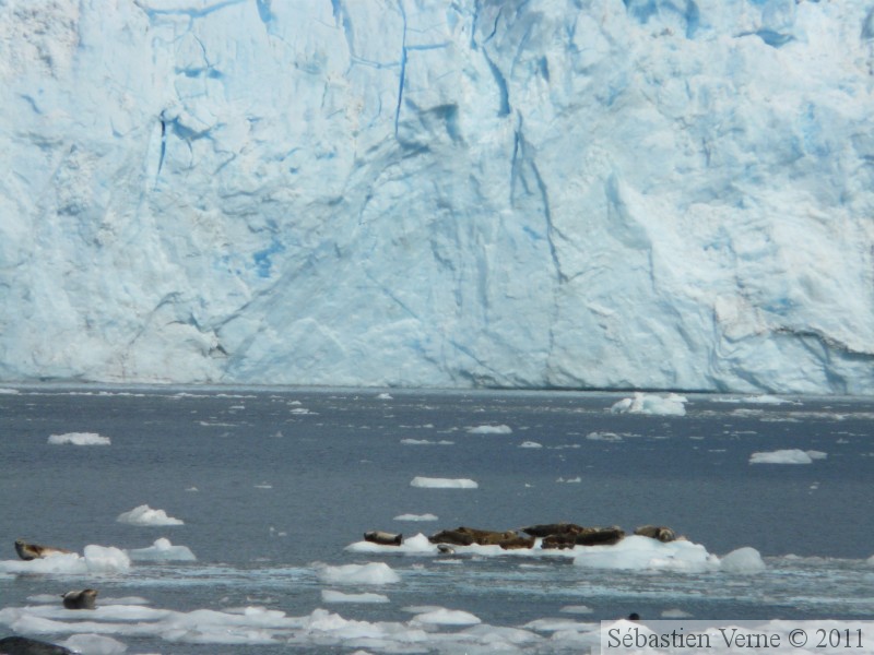Phoca vitulina, Harbor seal, Phoque commun, Meares glacier, Prince William sound cruise, Alaska