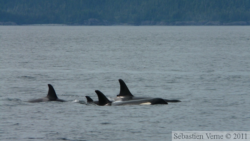 Orcinus orca, Killer whales, Orques, Prince William sound cruise, Alaska