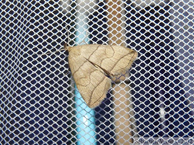 Herminia grisealis (2).jpg