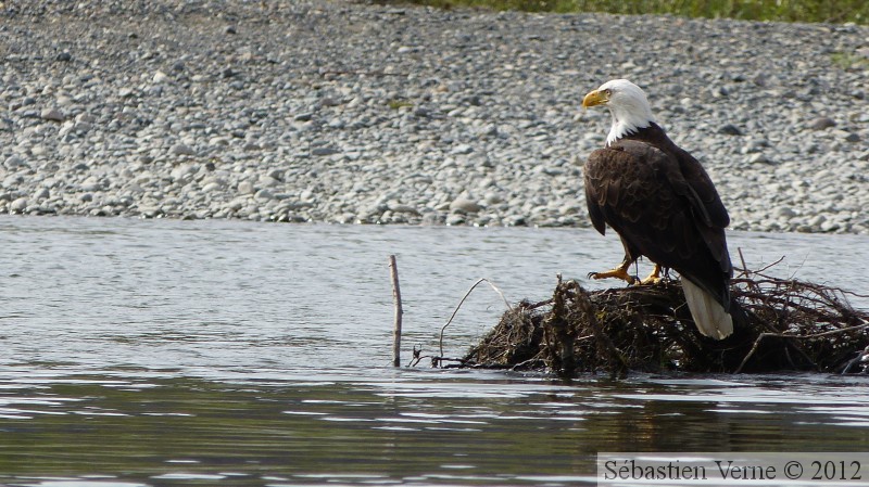 Haliaeetus leucocephalus, Bald eagle, Pygargue à tête blanche, Teslin River, Yukon, Canada