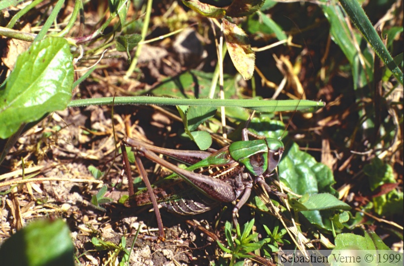Decticus verrucivorus mâle, Anthy sur Léman (74) 20-07-1999 -242.jpg