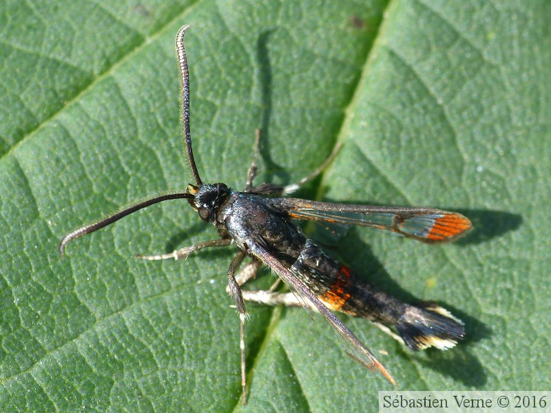 Sésie-fourmi, mâle