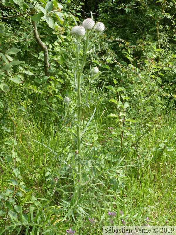 Cirse laineux, Cirsium eriophorum